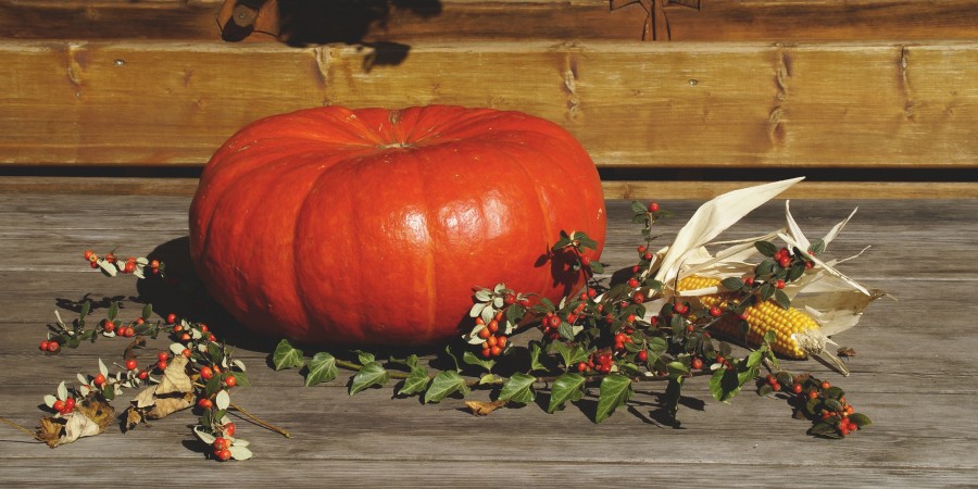 steiermark pumpkin